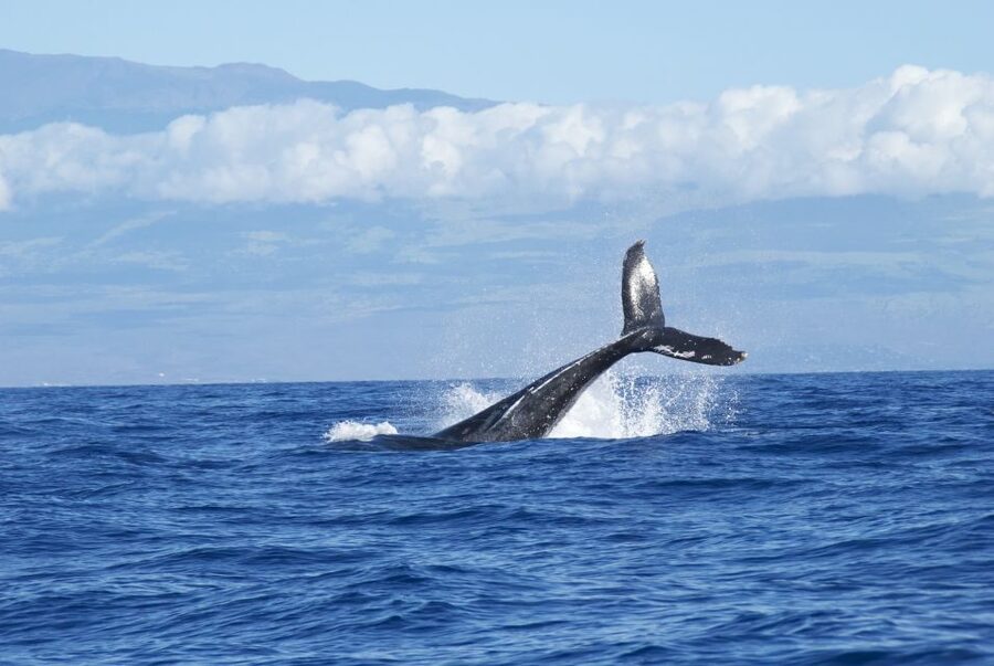 Maalaea: Small Group 2-Hour Whale Watch Experience - Why the Amore whale watch from Maalaea feels worth the money