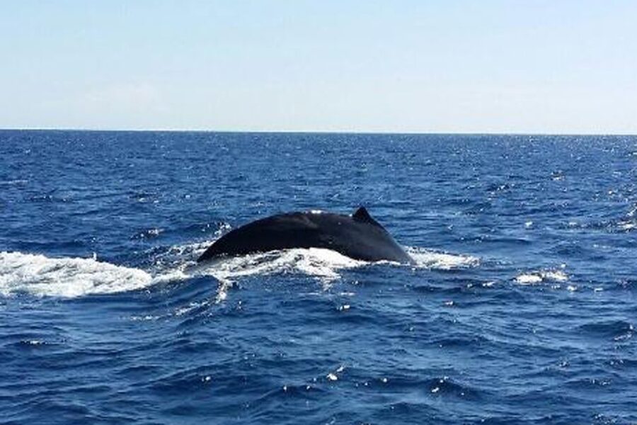 Maalaea: Small Group 2-Hour Whale Watch Experience - Value math: does $279 per person make sense?