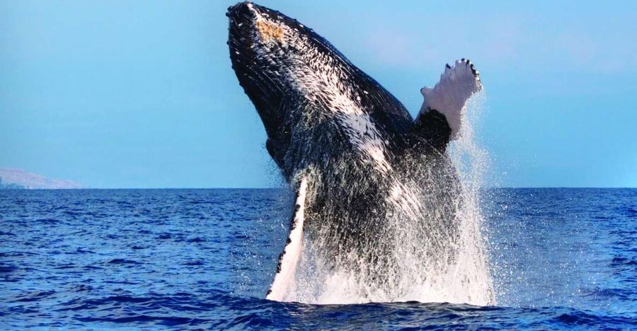Maalaea: Small Group 2-Hour Whale Watch Experience - Who should book this and who should skip it