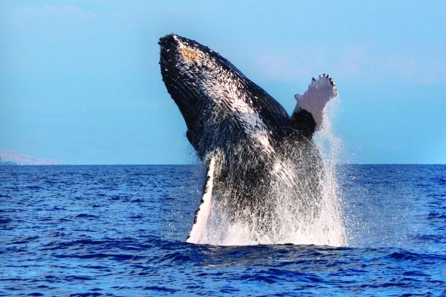 Maalaea: Small Group 2-Hour Whale Watch Experience - Entering the boat: shaded seating, bow lounger, and space to change your angle