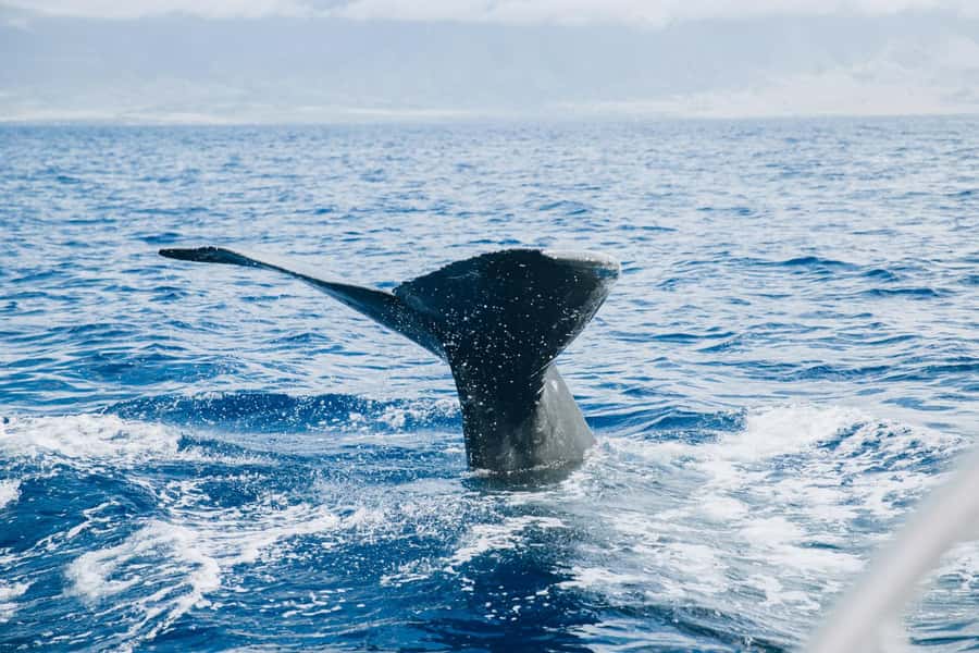 Maalaea: West Maui Snorkeling & Sailing Day Trip with Lunch - Should you book this West Maui Snorkeling & Sailing day from Maalaea?