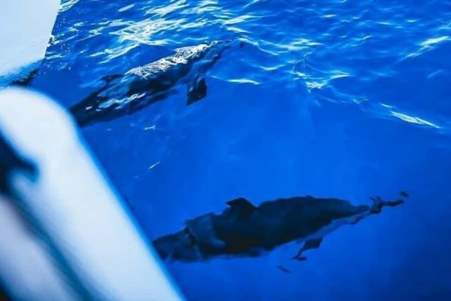 Maalaea: West Maui Snorkeling & Sailing Day Trip with Lunch - Flexible snorkeling spots: why the plan is built for real ocean conditions
