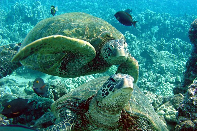 Makena Turtle Town Eco Adventure in Maui - Makena Turtle Town Eco Adventure: why this works as a half-day plan