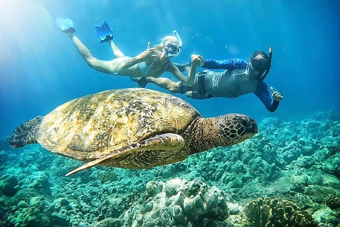 Marine Biologist Guided Snorkel Tour from Shore at Turtle Town - Key highlights you’ll feel right away