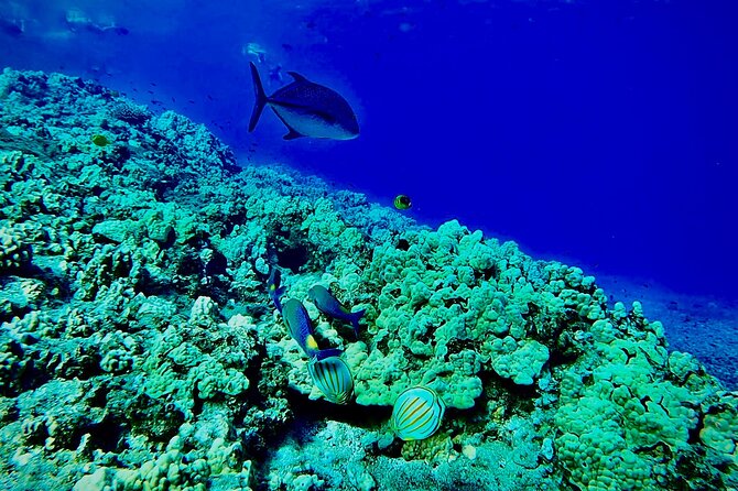 Marine Biologist Guided Snorkel Tour from Shore at Turtle Town - Turtle cleaning station time, plus photo keepsakes you’ll want