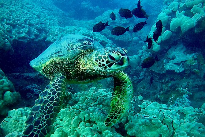 Marine Biologist Guided Snorkel Tour from Shore at Turtle Town - Maui’s oldest reef lessons: conservation talk that feels practical