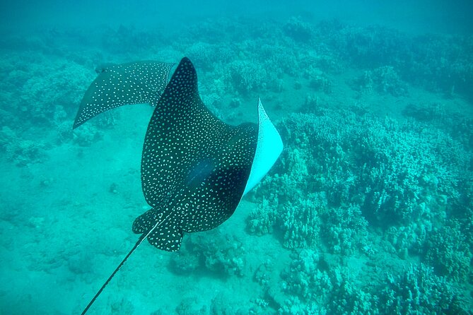 Marine Biologist Guided Snorkel Tour from Shore at Turtle Town - Who should book, and what you should bring for a smooth morning