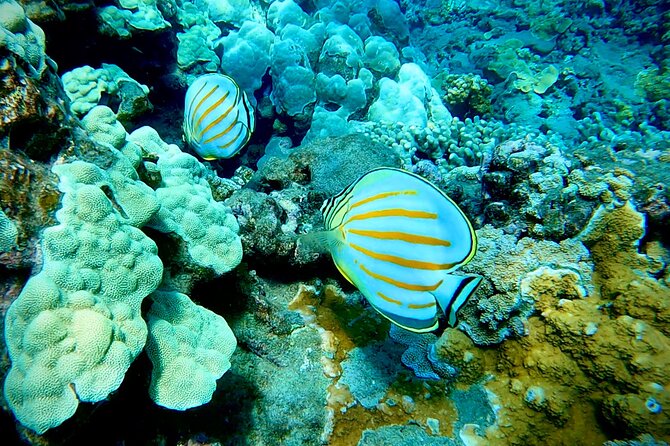 Marine Biologist Guided Snorkel Tour from Shore at Turtle Town - Small-group logistics that make a difference