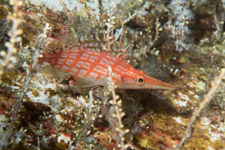 Maui: Beginner Discovery Scuba Dive Excursion from Lahaina - Key things I found most compelling