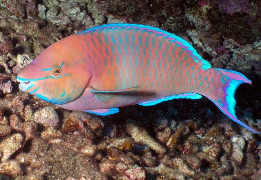 Maui: Beginner Discovery Scuba Dive Excursion from Lahaina - Tips to make your first underwater session easier in Lahaina