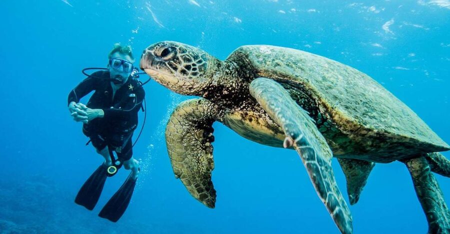 Maui: Beginner Discovery Scuba Dive Excursion from Lahaina - What happens when you meet your instructor and get geared up