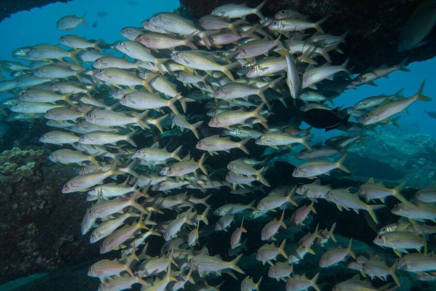 Maui: Beginner Discovery Scuba Dive Excursion from Lahaina - Shore skills: regulator breathing and buoyancy practice (the real confidence builder)