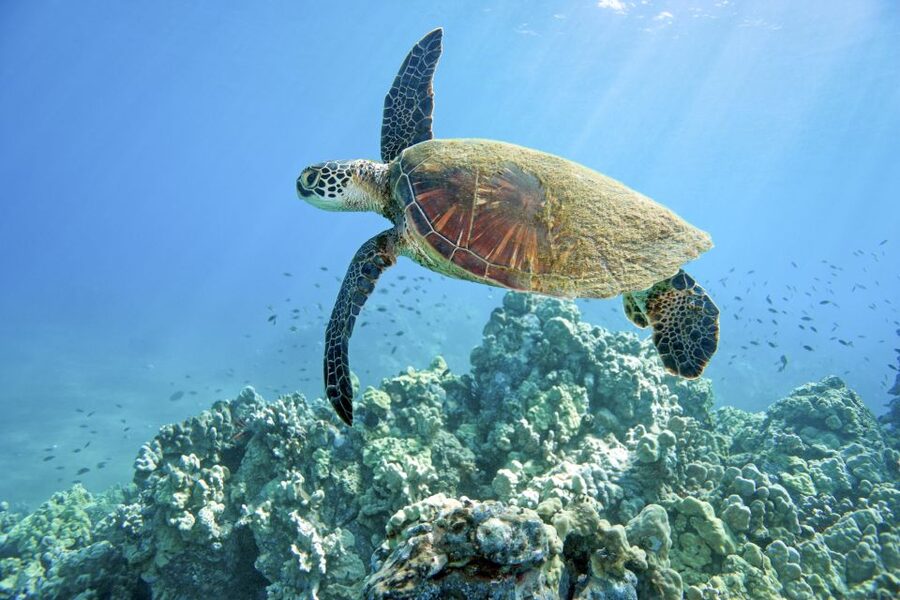Maui: Beginner Discovery Scuba Dive Excursion from Lahaina - The calm ocean time: what you’ll likely see off Maui’s coral reef