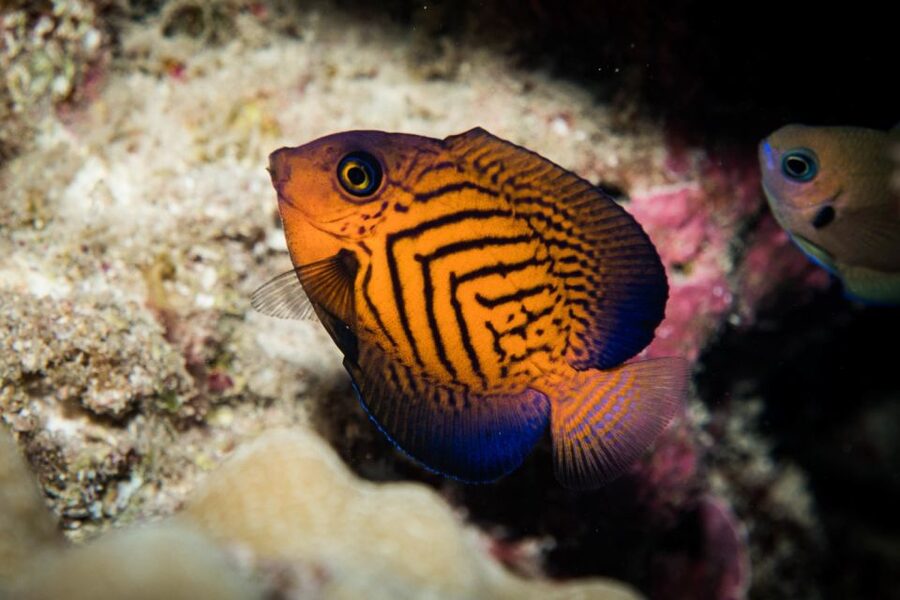 Maui: Beginner Discovery Scuba Dive Excursion from Lahaina - Instructor attention in a small group: why up to 4 people matters