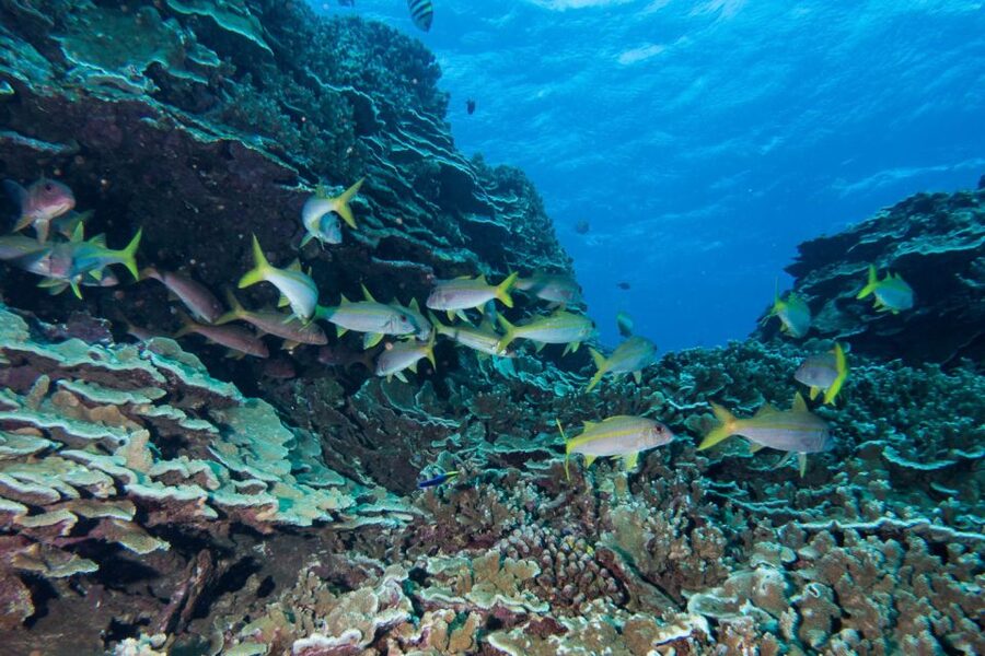 Maui: Beginner Discovery Scuba Dive Excursion from Lahaina - Who this Maui underwater experience suits, and who should skip it