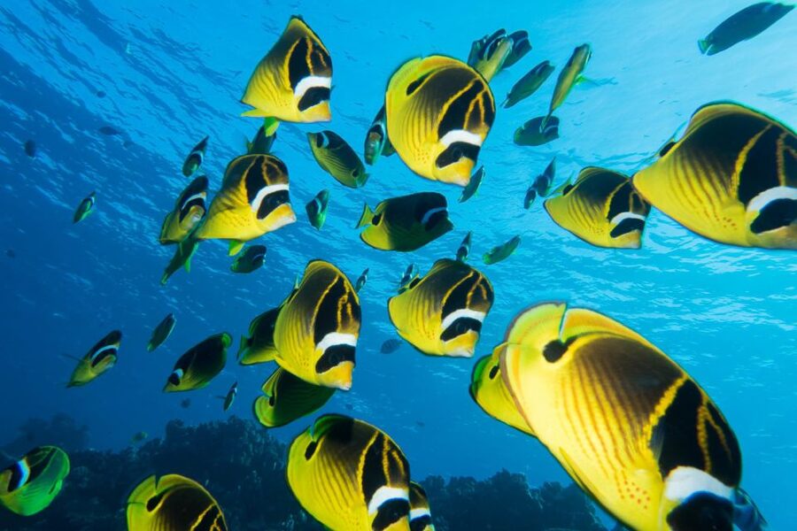 Maui: Beginner Discovery Scuba Dive Excursion from Lahaina - Before you go: PADI eLearning, medical waiver, and the no-fly rule