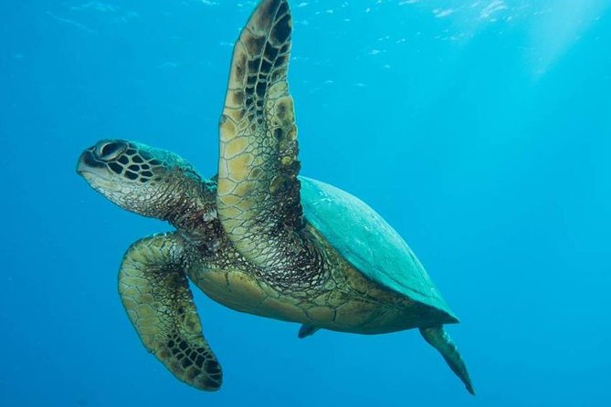 Maui Certified Shore Diving from Lahaina - Key Things Worth Knowing
