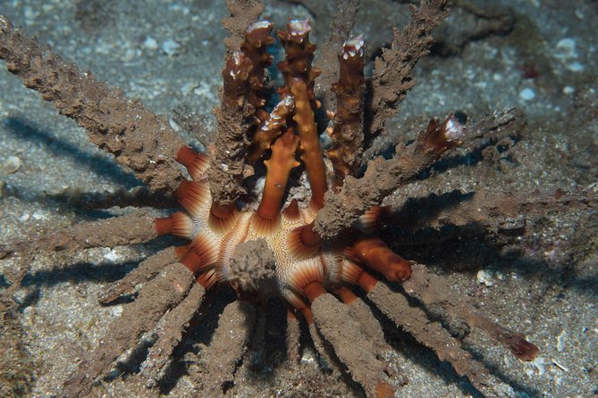 Maui Certified Shore Diving from Lahaina - A Shallow Reef Scuba Session Built for Learning, Not Racing