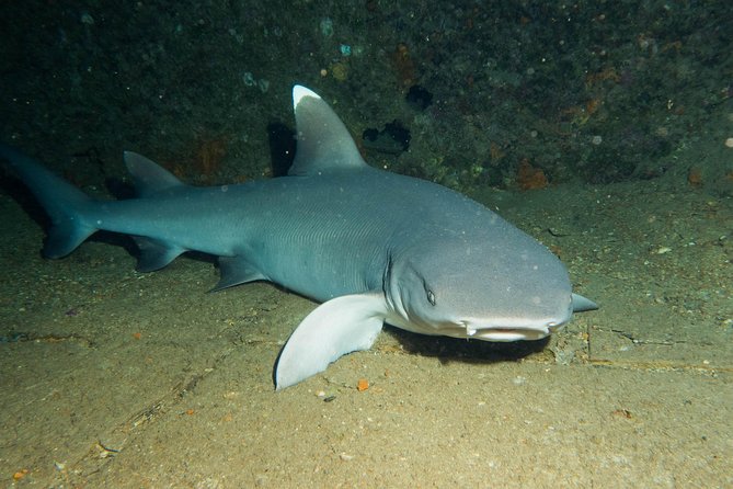 Maui Certified Shore Diving from Lahaina - How the Guide Makes the Reef Feel Personal