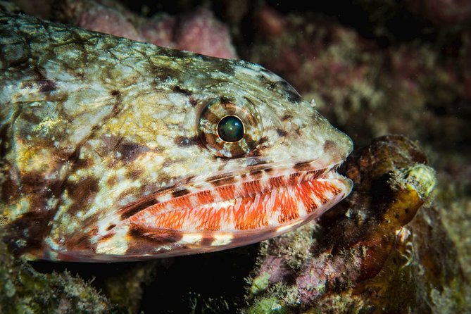 Maui Certified Shore Diving from Lahaina - Price and Value: Is $199.99 Worth It?