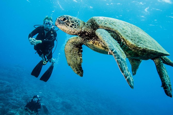Maui Certified Shore Diving from Lahaina - Meeting Point in Lahaina, and the Beach-Text Twist You Must Follow