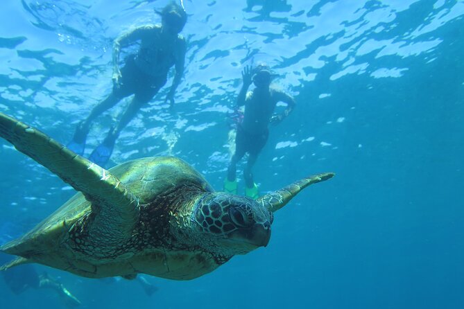 Maui Clear Kayak and Snorkel Tour: Swim with turtles (Makena) - The Underwater Show: Turtles, Reef Fish, and More