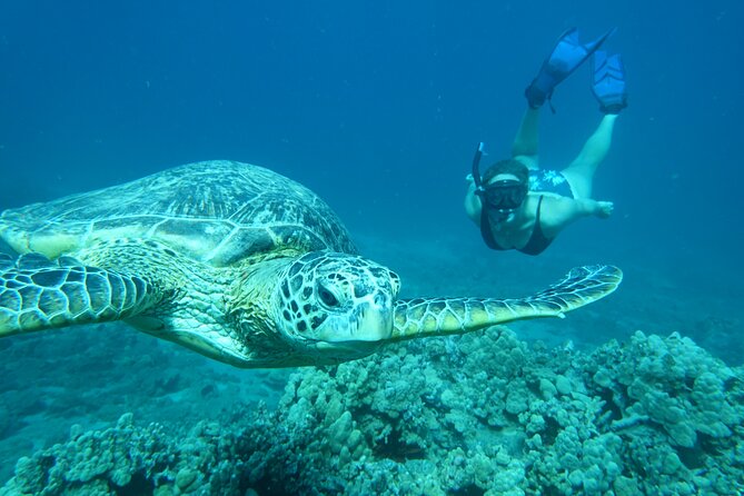 Maui Clear Kayak and Snorkel Tour: Swim with turtles (Makena) - What You Get for $130: The Value Math That Matters