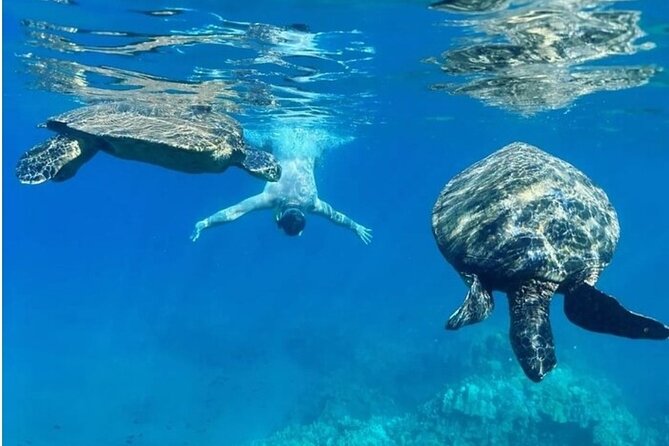 Maui Clear Kayak and Snorkel Tour: Swim with turtles (Olowalu) - Guides Kyle and Curtis, and the value of good reef spotting