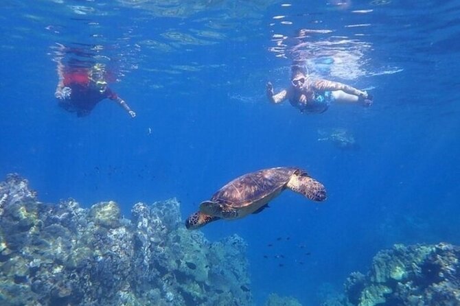 Maui Clear Kayak and Snorkel Tour: Swim with turtles (Olowalu) - Timing, meet-up, and how to make the morning smoother