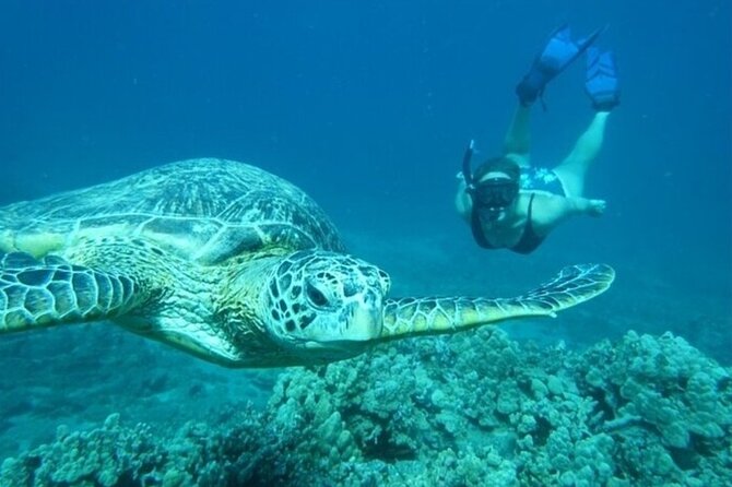 Maui Clear Kayak and Snorkel Tour: Swim with turtles (Olowalu) - Weight limits: the one rule you should not ignore