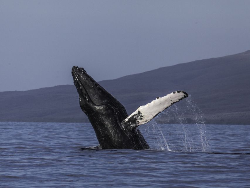 Maui: Deluxe Whale Watch Sail & Lunch from Ma<code>alaea Harbor - Key highlights that matter on the water