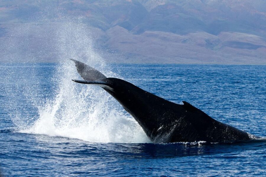 Maui: Deluxe Whale Watch Sail & Lunch from Ma</code>alaea Harbor – Maalaea Harbor check-in: where your trip starts’ /><br />
Your day begins at the Maui Harbor Shops complex, at the Pacific Whale Foundation Ocean Store. Plan to check in <strong>45 minutes before departure</strong>, and if you’re driving, look for paid parking nearby or meter street parking. It sounds basic, but this matters on a boat tour. You want time to park, find the shop, use the restroom, and get your layer situation right before you step aboard.</p>
<p><p>From there, you’re set up for a <strong>3-hour experience</strong> that includes about <strong>2.5 hours on the water</strong> for whale watching. That time balance is a big deal. You’re not spending most of your vacation trapped in a line waiting to leave, and you also aren’t only out for a quick loop. You get enough time for the real whale-watching rhythms, which often mean searching, waiting, and then getting a run of sightings.</p>
</p>
<p><p>Also, keep expectations realistic about the ocean. Even with a great crew, whales still choose where they want to surface. The nice part is that this tour backs up its efforts with a <strong>return option</strong> if you don’t get sightings (details below). That guarantee changes the emotional feel of the day. Instead of stress, you can focus on the experience happening around you.</p>
</p>
<div class="twil" style="margin: 20px 0; padding: 15px 0;"><p>You can also read our reviews of more boat tours in Maui</p><ul style="margin: 10px 0; padding: 0; list-style: none;"><li style="margin: 0 0 10px 0; padding: 0 0 10px 0; border-bottom: 1px solid #eee; display: flex; align-items: flex-start; gap: 12px; line-height: 1.4;"><a href="https://mauitourreviews.com/maui-original-sunset-cruise-with-open-bar-from-kaanapali-beach/" aria-hidden="true" tabindex="-1"><img decoding="async" style="width: 80px; height: 60px; object-fit: cover; border-radius: 4px; flex-shrink: 0;" src="https://images.mauitourreviews.com/wp-content/uploads/maui-original-sunset-cruise-with-open-bar-from-ka-anapali-beach-150x150.jpg" alt="" loading="lazy"></a><div><a href="https://mauitourreviews.com/maui-original-sunset-cruise-with-open-bar-from-kaanapali-beach/">Maui: Original Sunset Cruise with Open Bar from Ka’anapali Beach</a><br><span style="font-size: 0.82em; color: #555; margin-top: 2px;"><span style="color: #f5a623;">★</span> 5.0 &middot; 1,422 reviews</span></div></li><li style="margin: 0 0 10px 0; padding: 0 0 10px 0; border-bottom: 1px solid #eee; display: flex; align-items: flex-start; gap: 12px; line-height: 1.4;"><a href="https://mauitourreviews.com/maalaea-harbor-whale-watching-tour-aboard-power-catamaran/" aria-hidden="true" tabindex="-1"><img decoding="async" style="width: 80px; height: 60px; object-fit: cover; border-radius: 4px; flex-shrink: 0;" src="https://images.mauitourreviews.com/wp-content/uploads/ma-alaea-harbor-whale-watching-tour-aboard-power-catamaran-150x150.jpg" alt="" loading="lazy"></a><div><a href="https://mauitourreviews.com/maalaea-harbor-whale-watching-tour-aboard-power-catamaran/">Ma’alaea Harbor: Whale Watching Tour Aboard Power Catamaran</a><br><span style="font-size: 0.82em; color: #555; margin-top: 2px;"><span style="color: #f5a623;">★</span> 4.6 &middot; 979 reviews</span></div></li><li style="margin: 0; padding: 0; border-bottom: none; display: flex; align-items: flex-start; gap: 12px; line-height: 1.4;"><a href="https://mauitourreviews.com/maui-premium-sunset-dinner-cruise-from-kaanapali-beach/" aria-hidden="true" tabindex="-1"><img decoding="async" style="width: 80px; height: 60px; object-fit: cover; border-radius: 4px; flex-shrink: 0;" src="https://images.mauitourreviews.com/wp-content/uploads/maui-premium-sunset-dinner-cruise-from-ka-anapali-beach-150x150.jpg" alt="" loading="lazy"></a><div><a href="https://mauitourreviews.com/maui-premium-sunset-dinner-cruise-from-kaanapali-beach/">Maui Premium Sunset Dinner Cruise from Ka’anapali Beach</a><br><span style="font-size: 0.82em; color: #555; margin-top: 2px;"><span style="color: #f5a623;">★</span> 5.0 &middot; 903 reviews</span></div></li></ul></div><h2>The cruise plan: 2.5 hours of whale watching that actually has room to breathe</h2>
<p><img width="900" height="468" decoding="async" src=