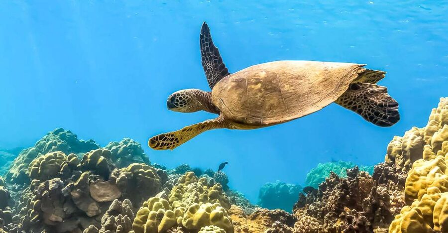 Maui: Eco-Friendly Molokini & Turtle Town Tour with Meals - Key Highlights to Know Before You Go