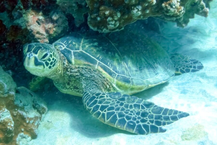 Maui: Eco-Friendly Molokini & Turtle Town Tour with Meals - Gear, Photos, and the Extra Costs to Watch For