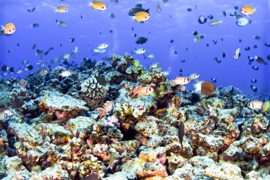 Maui: Eco-Friendly Molokini & Turtle Town Tour with Meals - Why Molokini and Turtle Arches Are the Main Event