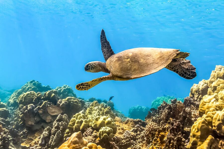 Maui: Eco-Friendly Molokini & Turtle Town Tour with Meals - Onboard Eco-Friendly Vibes and What Is Actually Included