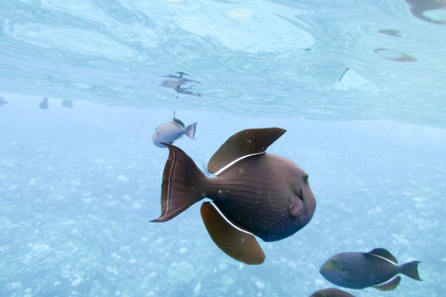 Maui: Eco-Friendly Molokini & Turtle Town Tour with Meals - Lunch on the Boat: What You Eat and How It Helps You Power On