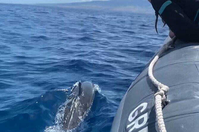 Maui Eco-Raft: 2 Hour Dolphin Watch Sightsee Tour (Semi-Private) - Key things to know before you go