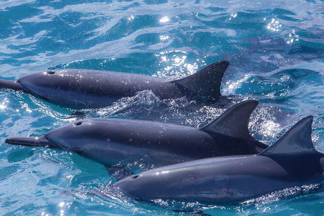 Maui Eco-Raft: 2 Hour Dolphin Watch Sightsee Tour (Semi-Private) - Wildlife Chances: Spinner Dolphins, Turtles, and Seasonal Whale Searching