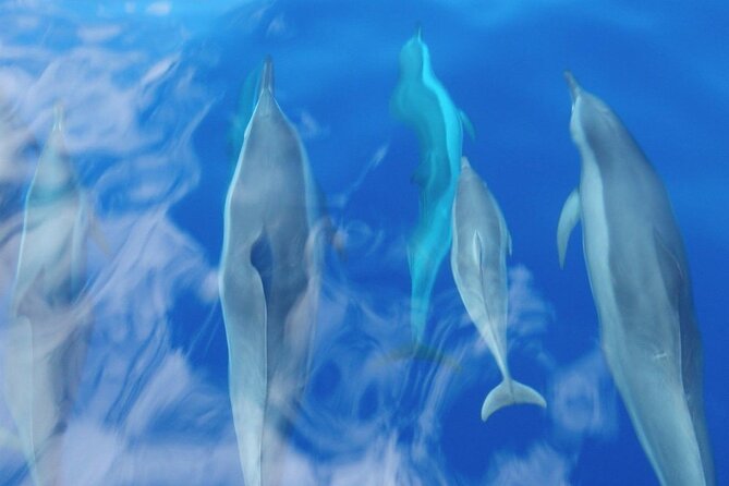 Maui Eco-Raft: 2 Hour Dolphin Watch Sightsee Tour (Semi-Private) - Who This Tour Suits Best, and Who Should Skip It