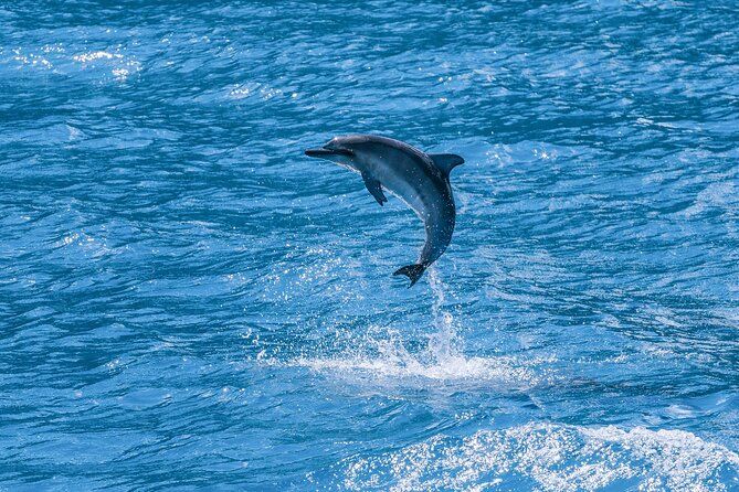 Maui Eco-Raft: 2 Hour Dolphin Watch Sightsee Tour (Semi-Private) - Practical Tips: What to Bring, How to Stay Comfortable, and What to Expect