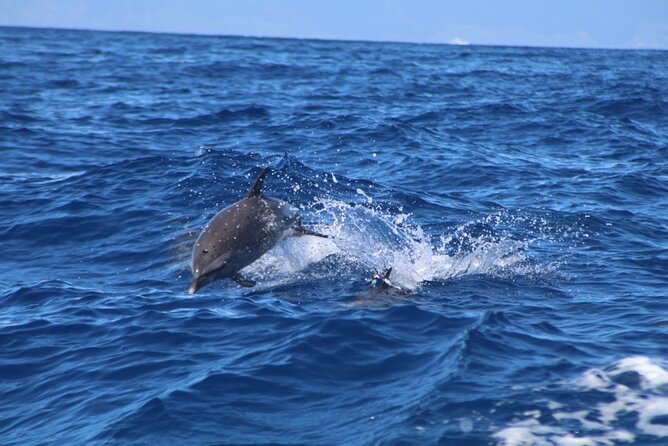 Maui Eco-Raft: 2 Hour Dolphin Watch Sightsee Tour (Semi-Private) - West Maui and Lanai: How the Search Works on the Water