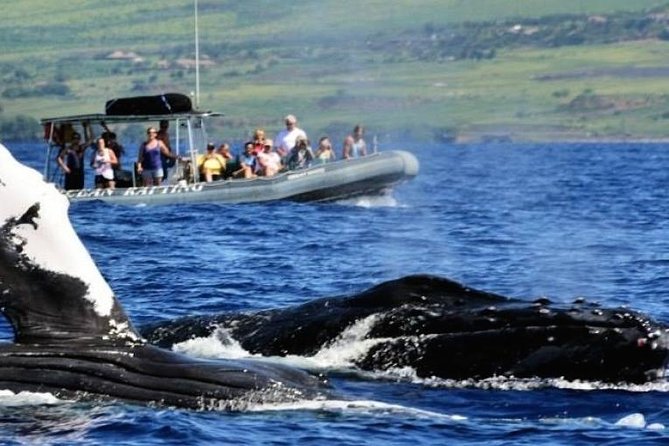 Maui Eco-Raft Tour: Eye-Level Whale or Dolphin Watching - Lahaina - Why a Lahaina zodiac raft changes whale watching