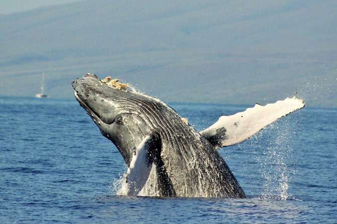 Maui Eco-Raft Tour: Eye-Level Whale or Dolphin Watching - Lahaina - How whale songs work with the hydrophone