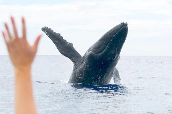 Maui Eco-Raft Tour: Eye-Level Whale or Dolphin Watching - Lahaina - What to bring and wear for a raft that gets you wet