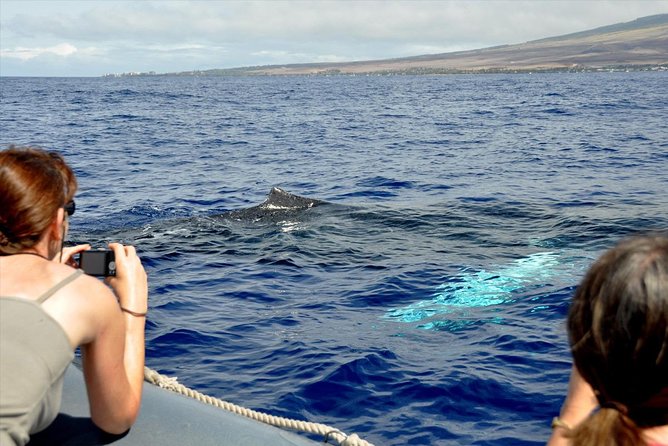 Maui Eco-Raft Tour: Eye-Level Whale or Dolphin Watching - Lahaina - Small group, real guides, and why that matters