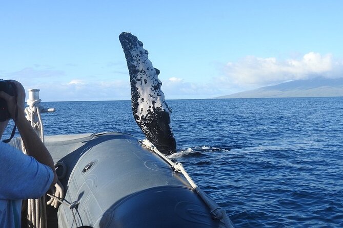 Maui Eco-Raft Tour: Eye-Level Whale or Dolphin Watching - Lahaina - Who this tour fits, and who should skip it