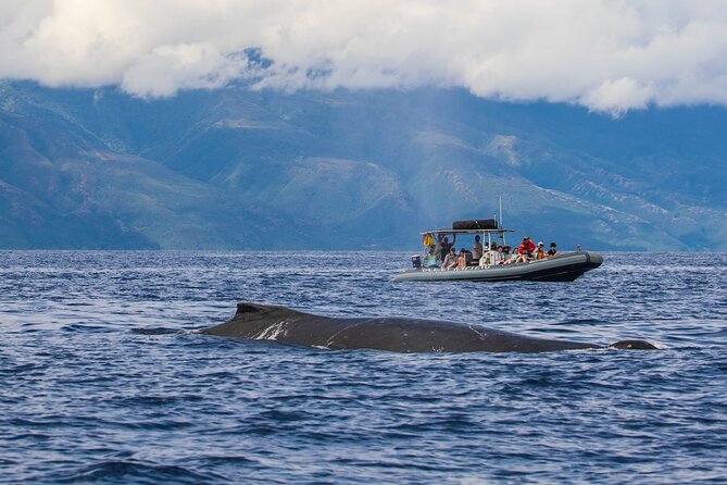 Maui Eco-Raft Tour: Eye-Level Whale or Dolphin Watching - Lahaina - Price and value: is $85.16 worth it?