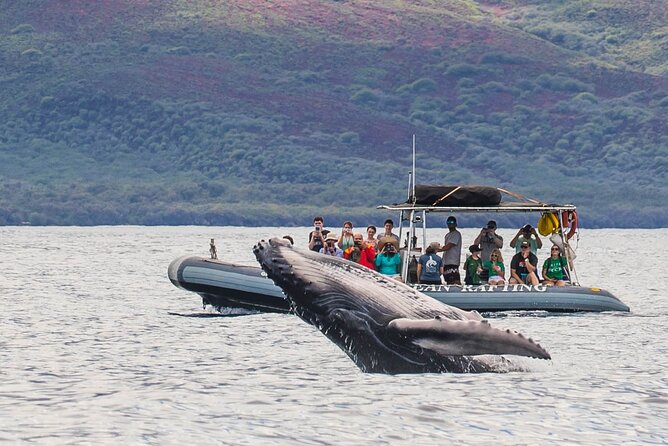 Maui Eco-Raft Tour: Eye-Level Whale or Dolphin Watching - Lahaina - Season picks: humpbacks in winter, dolphins in summer