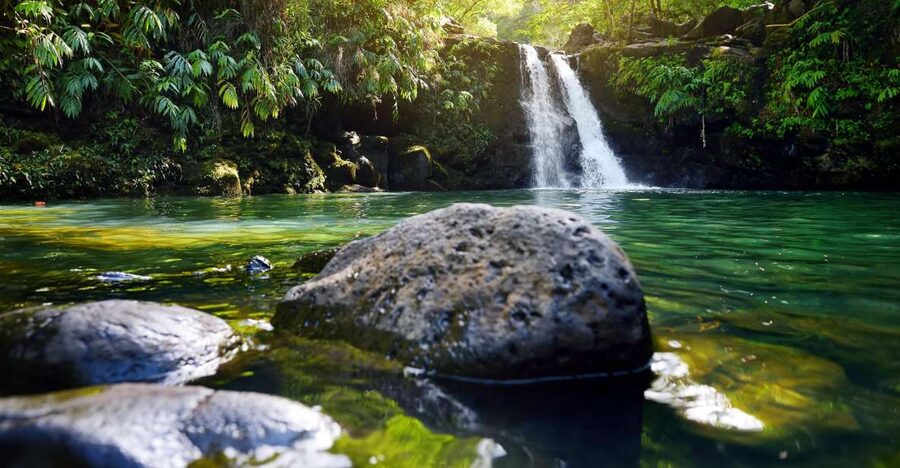 Maui: Guided Rainforest and Waterfall Walk & Swim - Key Highlights You’ll Care About